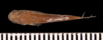 Media type: image;   Ichthyology 6268 Aspect: ventral,description